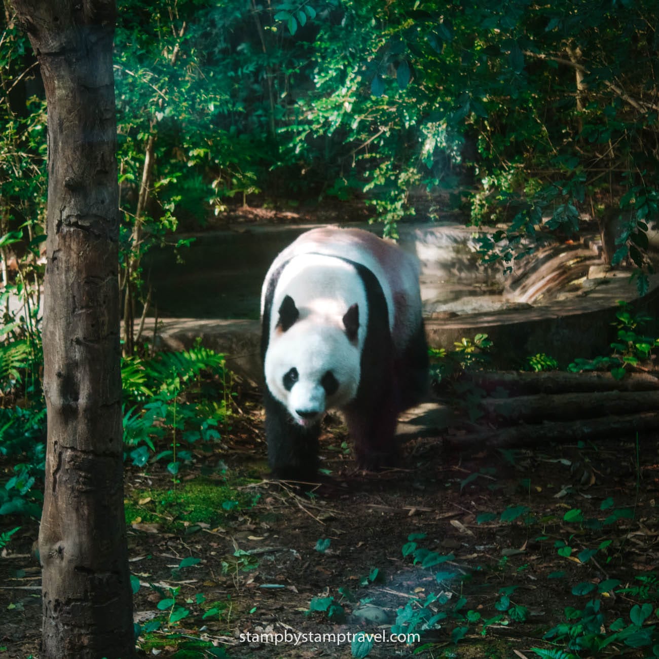 Pandas en el Chengdu Panda Base