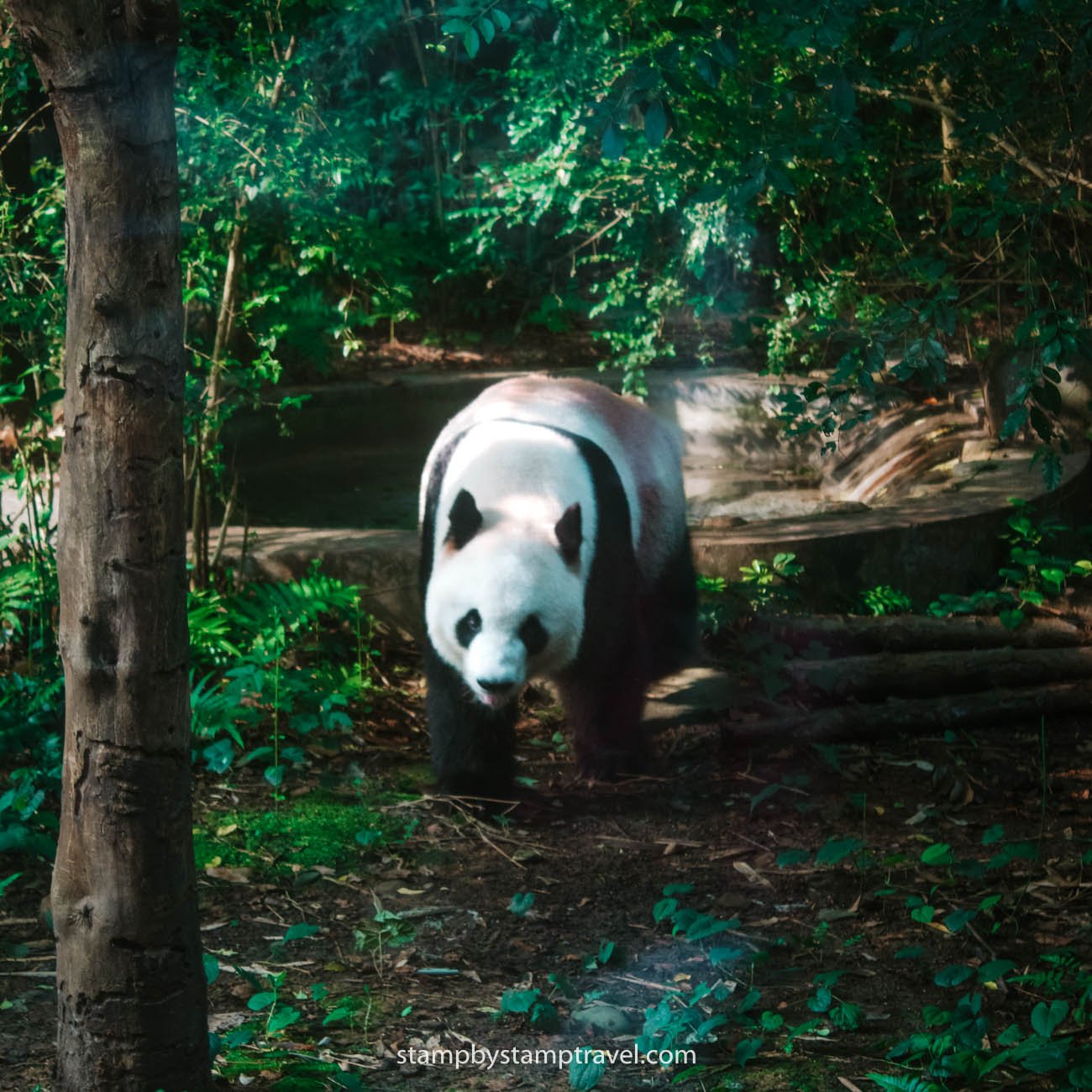 Pandas que ver en Chengdu