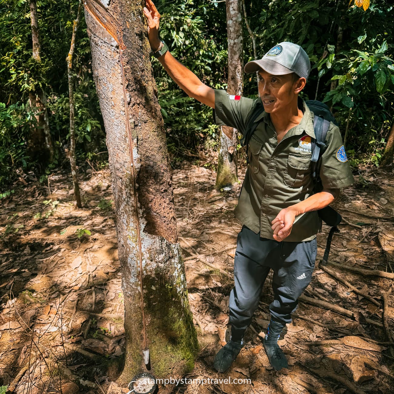 Agencia para ver los orangutanes de Sumatra