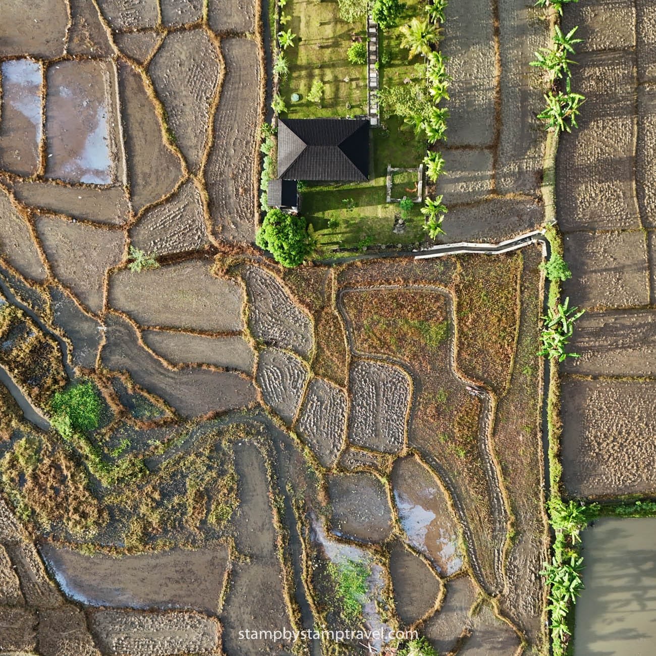 Arrozales en el viaje a Sumatra