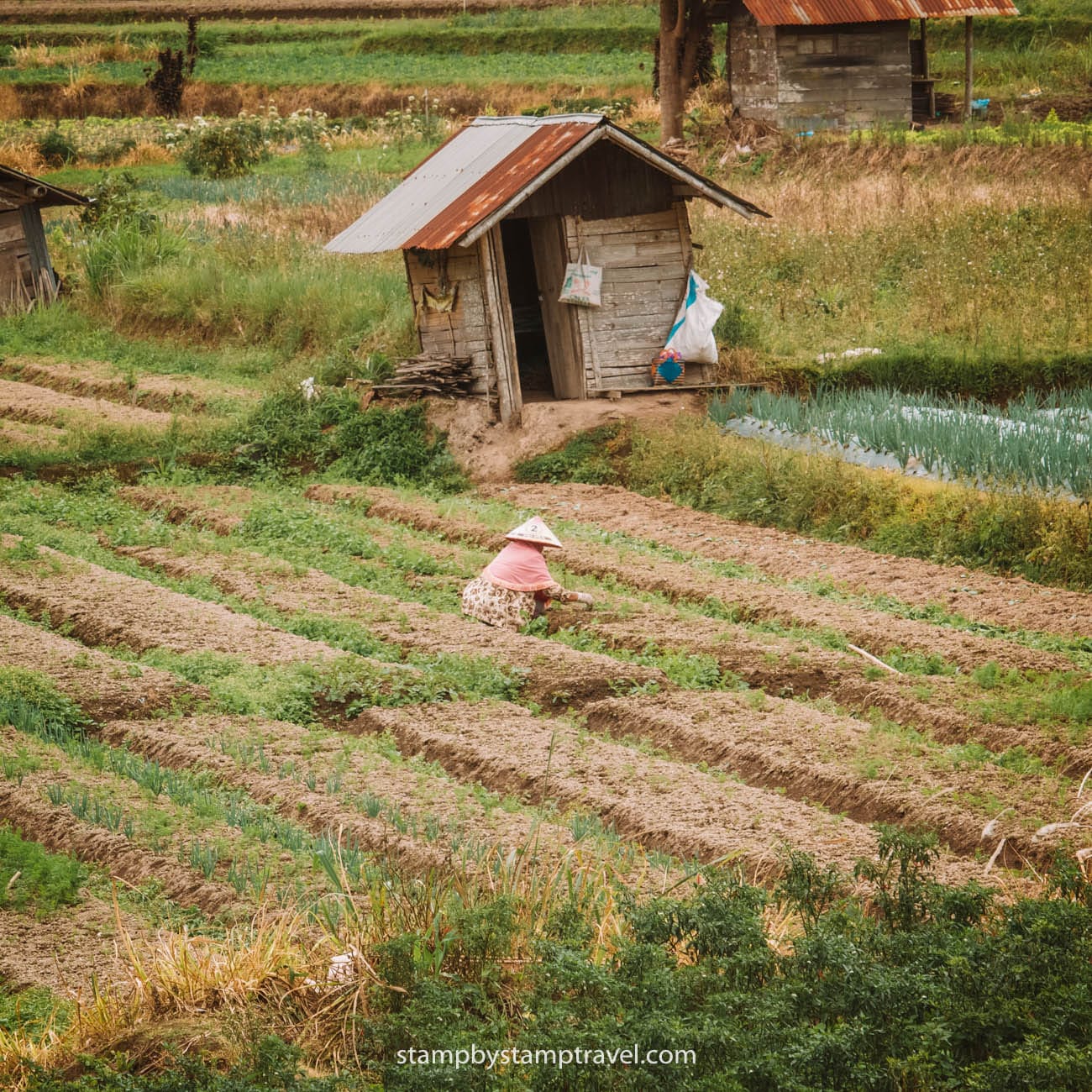 Arrozales en la mejor época para viajar a Indonesia