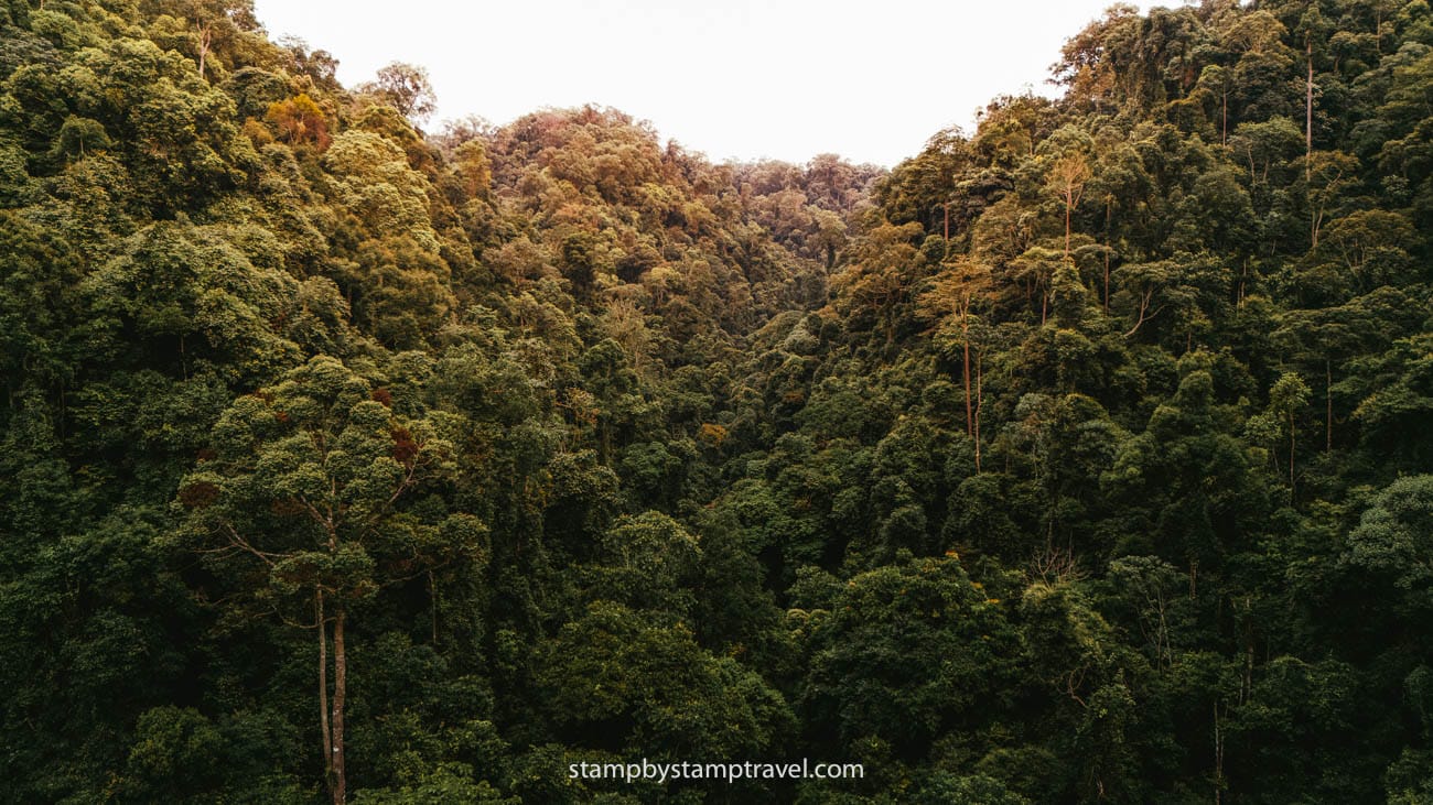 la jungla de Bukit Lawang