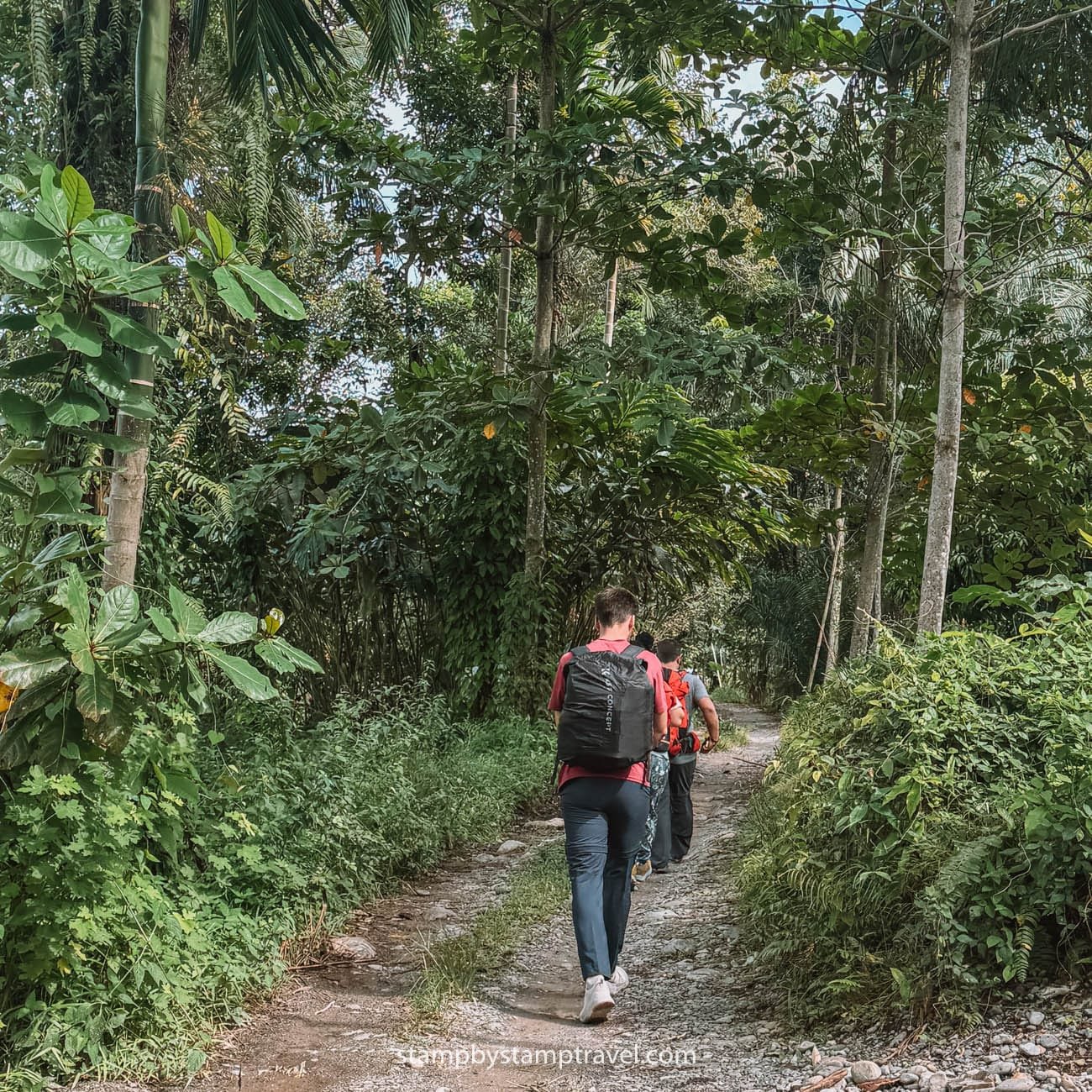 Jungla de Sumatra, uno de los riesgos