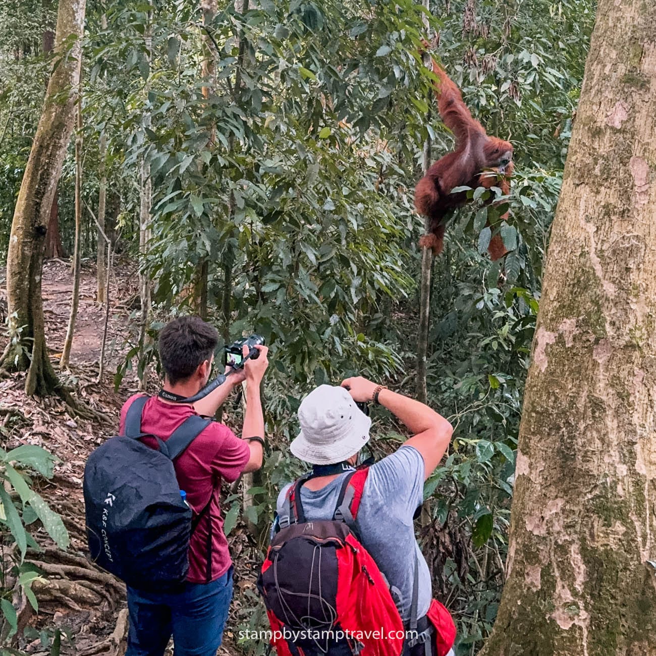 Normas para visitar los orangutanes de Sumatra