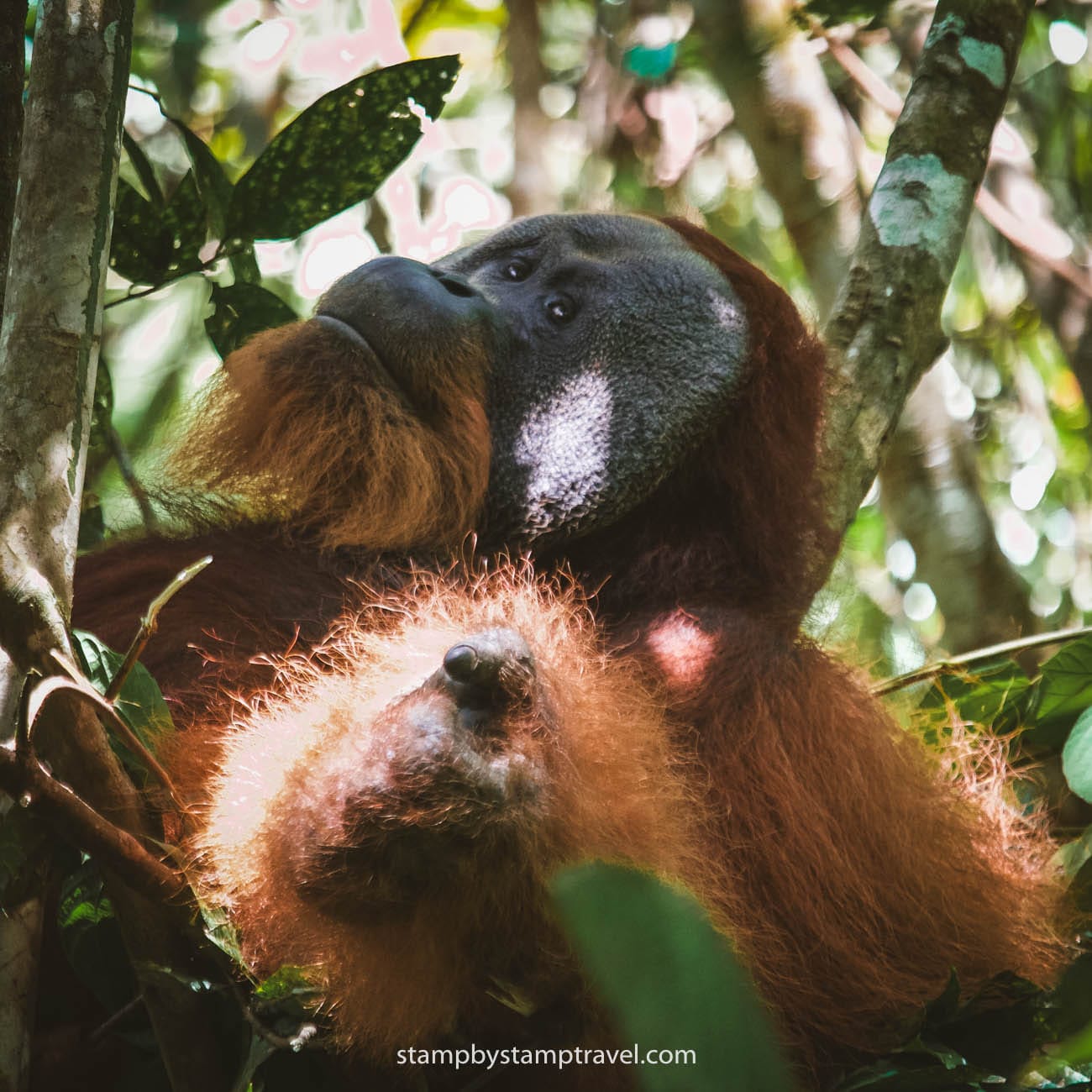 Orangután macho en Bukit Lawang