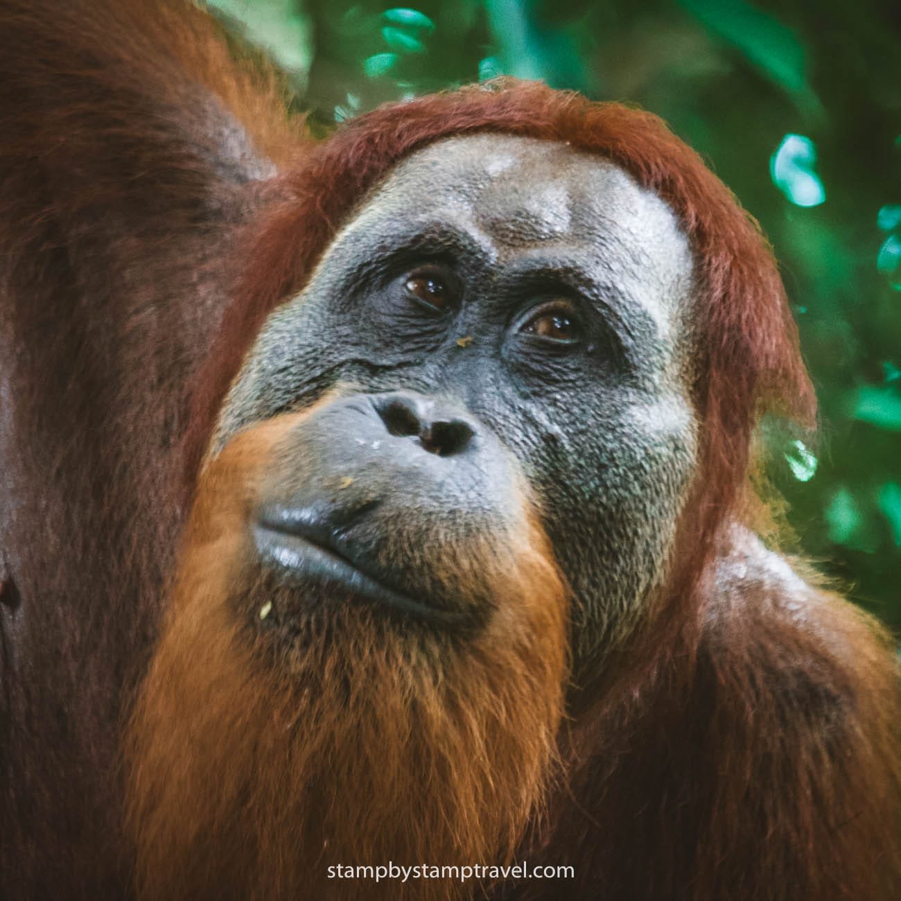 Orangutanes en la ruta por Sumatra