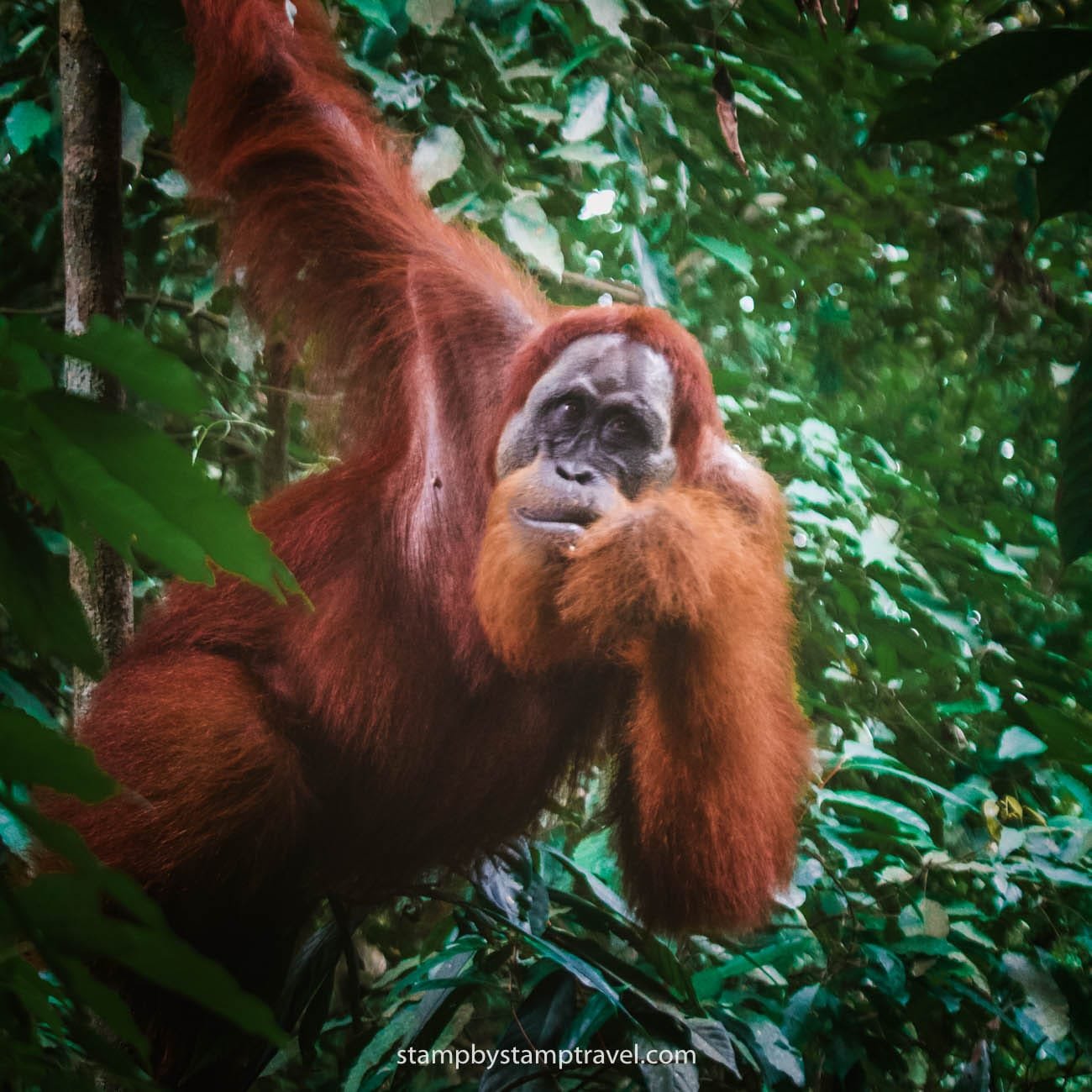 Orangután en la ruta por Sumatra