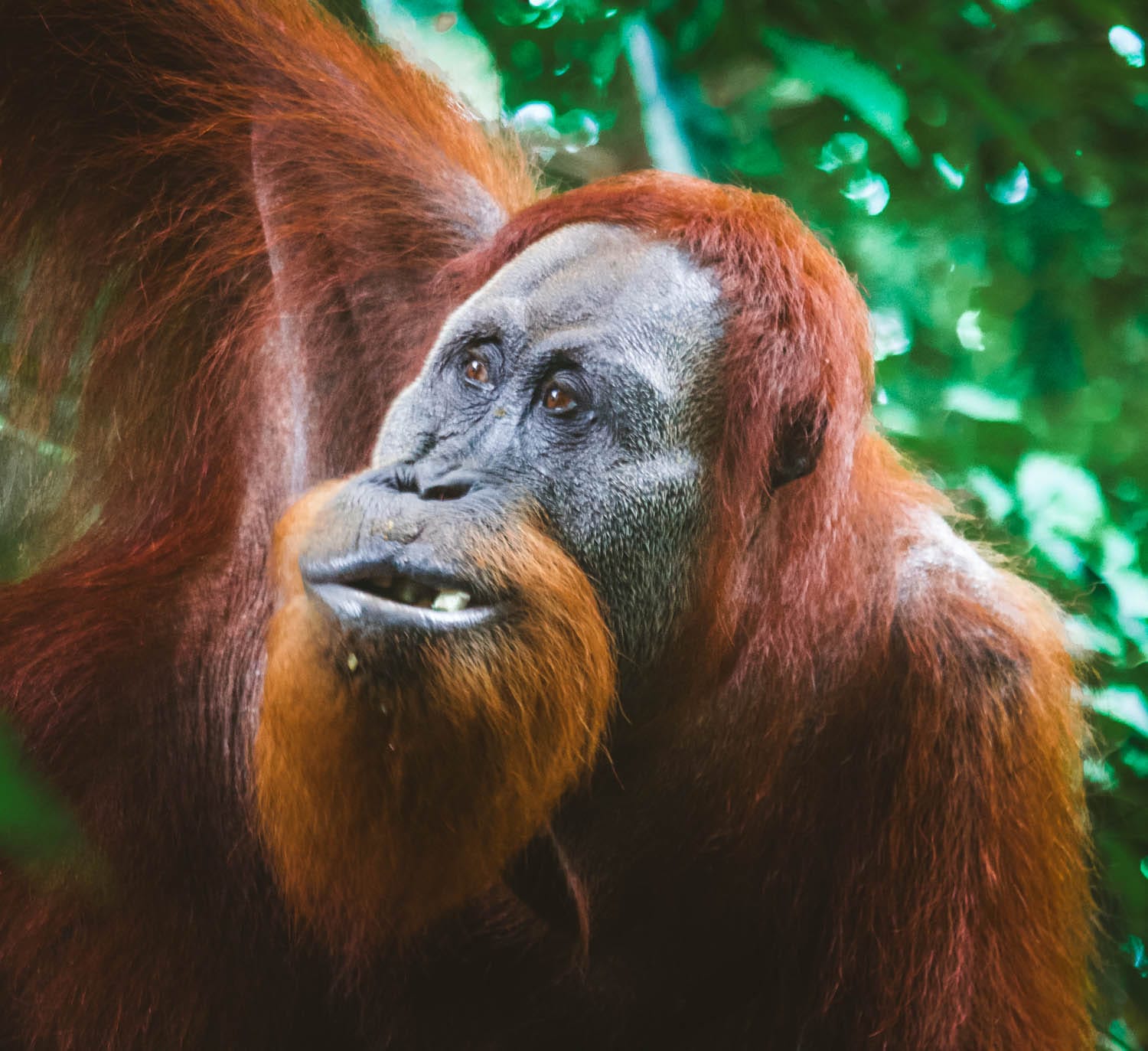 Orangutanes en Bukit Lawang