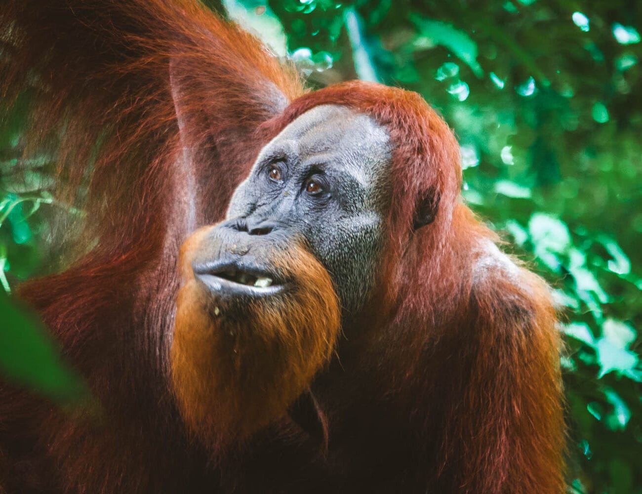 Orangutanes en Sumatra Bukit Lawang