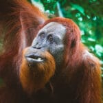Orangutanes en Sumatra Bukit Lawang
