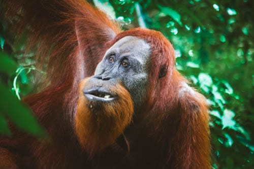 Orangutanes en Sumatra