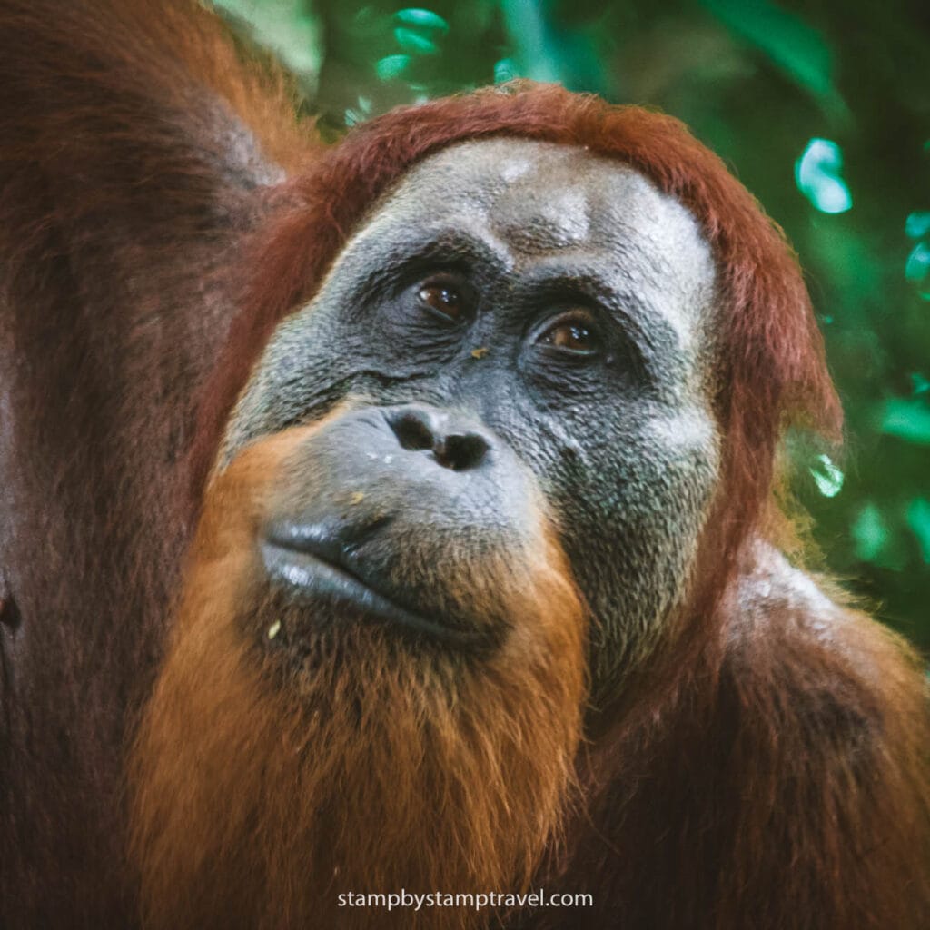 Orangutanes en la Guía de Indonesia