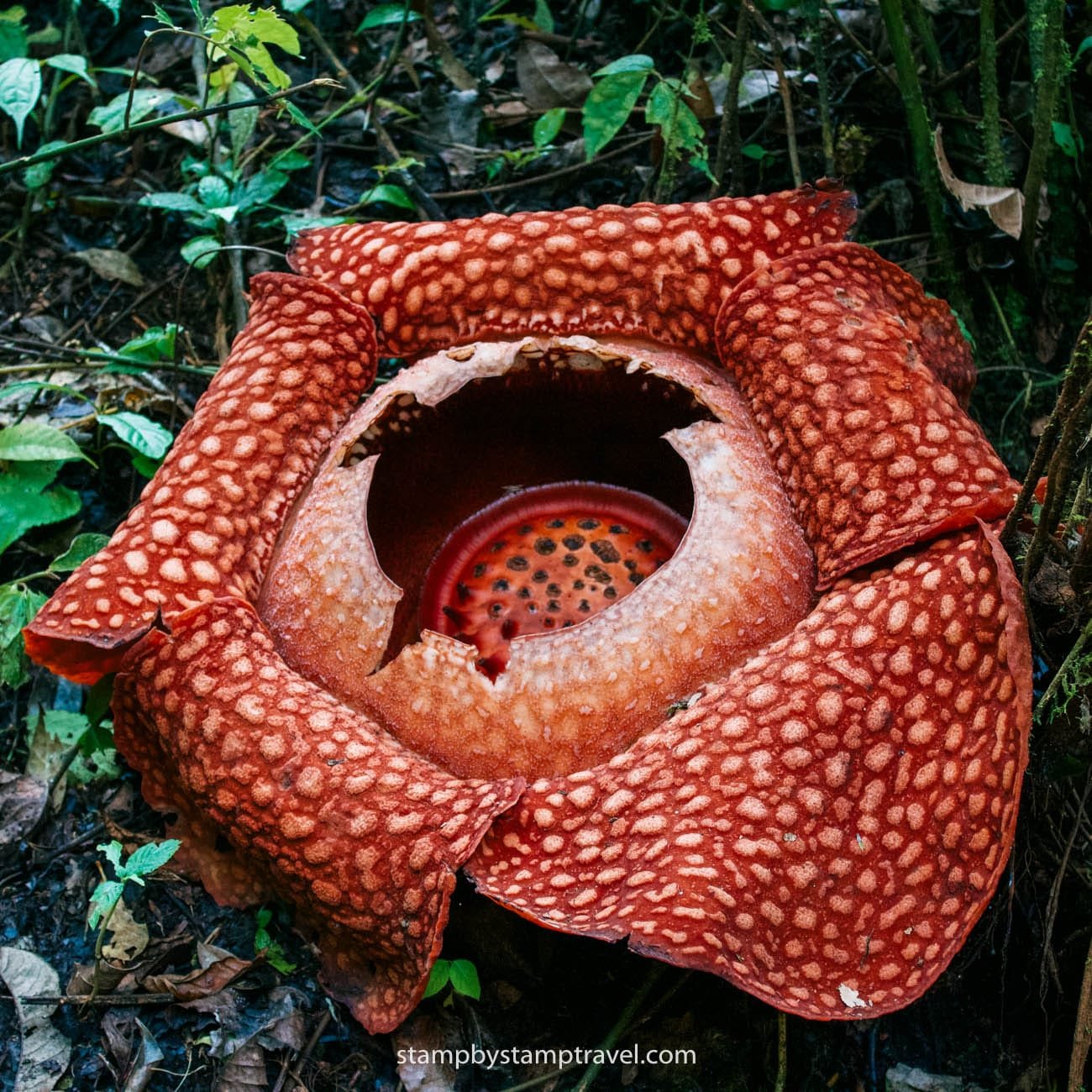 Rafflesia en la Isla de Sumatra