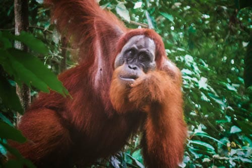 Isla de Sumatra
