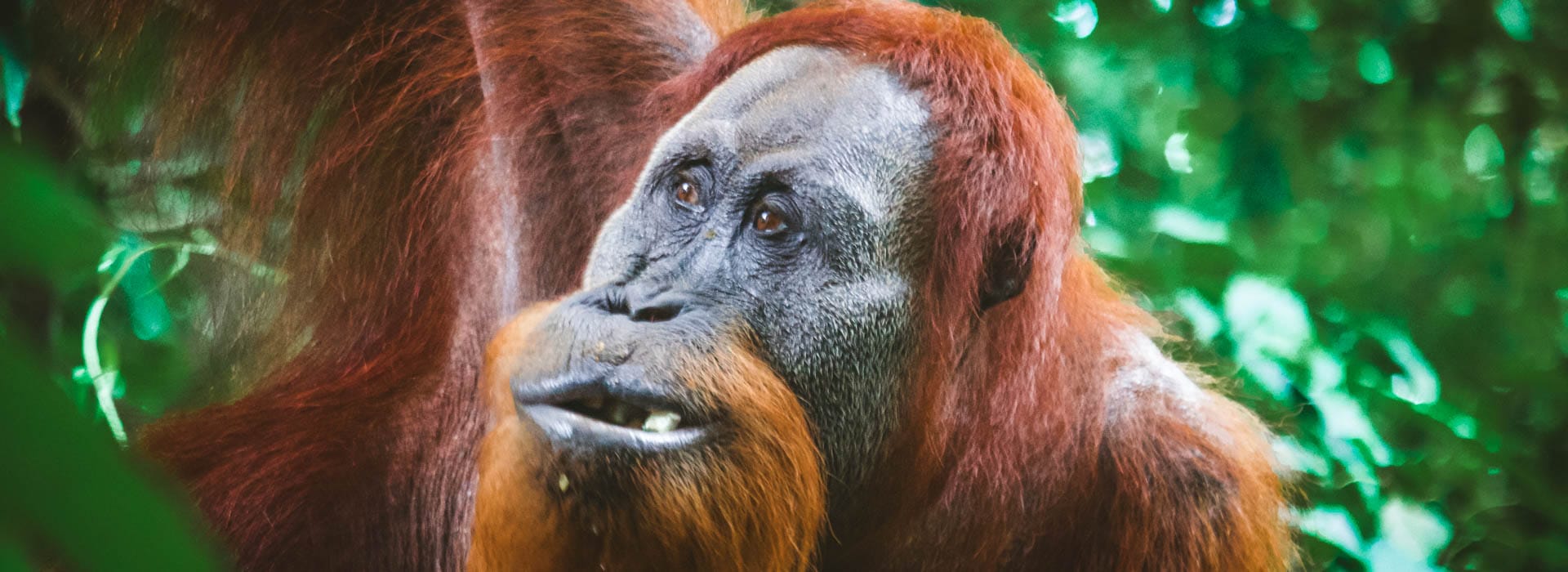 Viaja a Sumatra