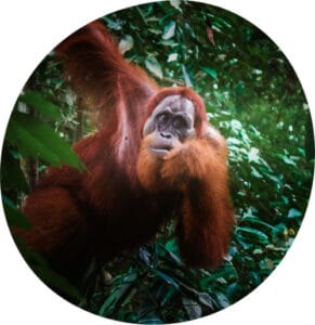 Sumatra