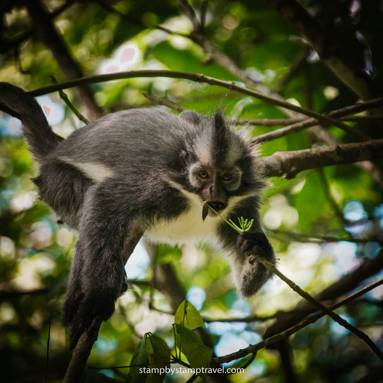 Thomas Monkey en la ruta por Sumatra