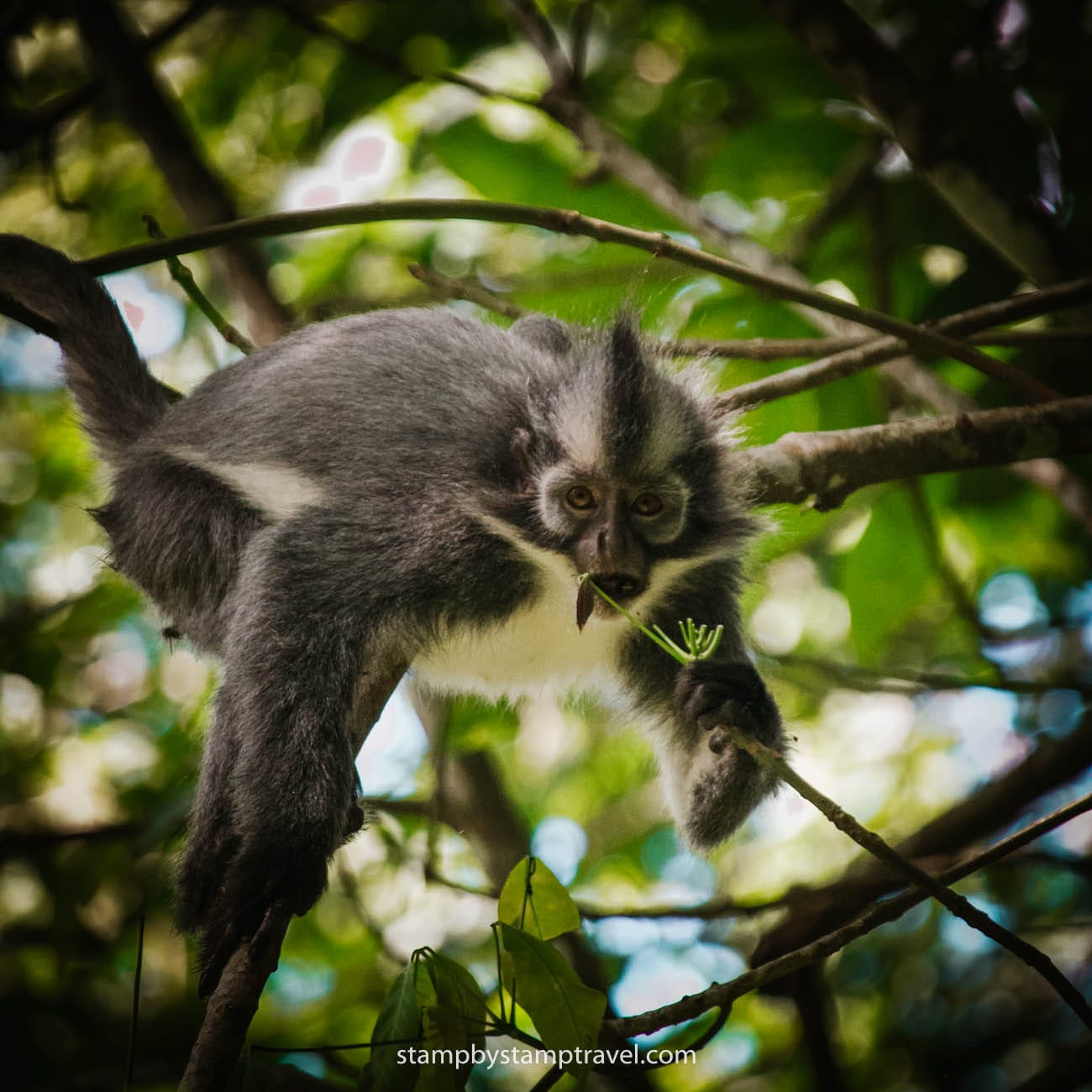 Thomas en Bukit Lawang