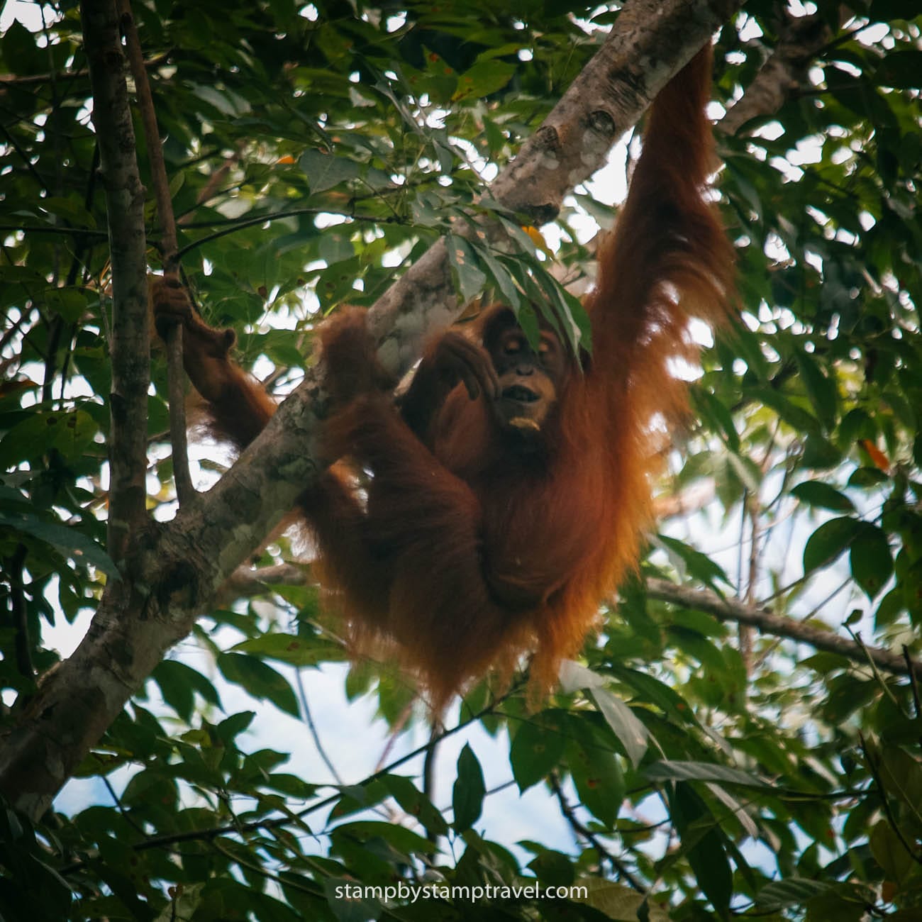 Ver orangutanes en Sumatra