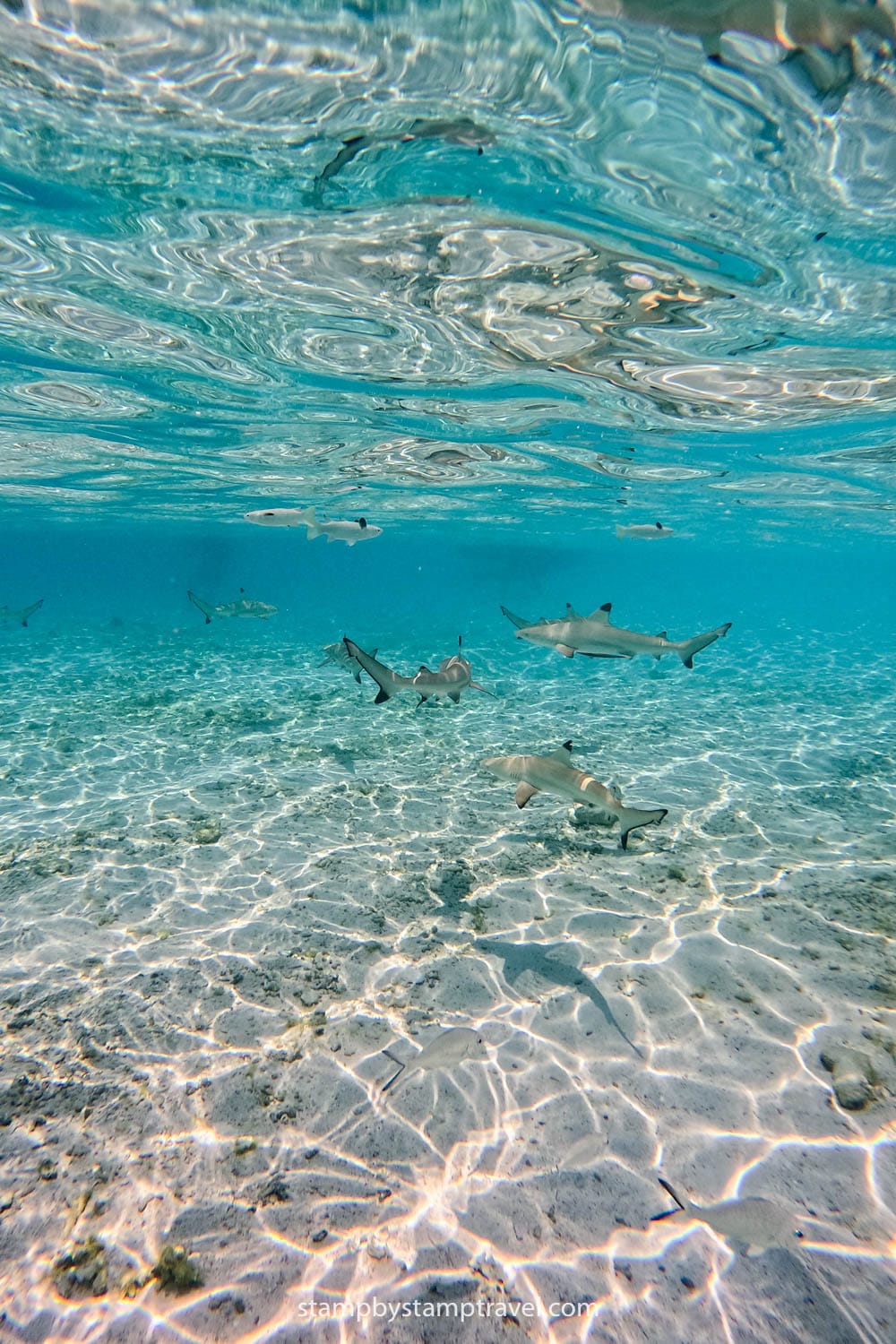 Baby sharks en el Sandbar de Komodo
