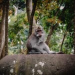 Bosque de los monos de Ubud