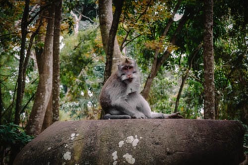 Bosque de los monos de Ubud