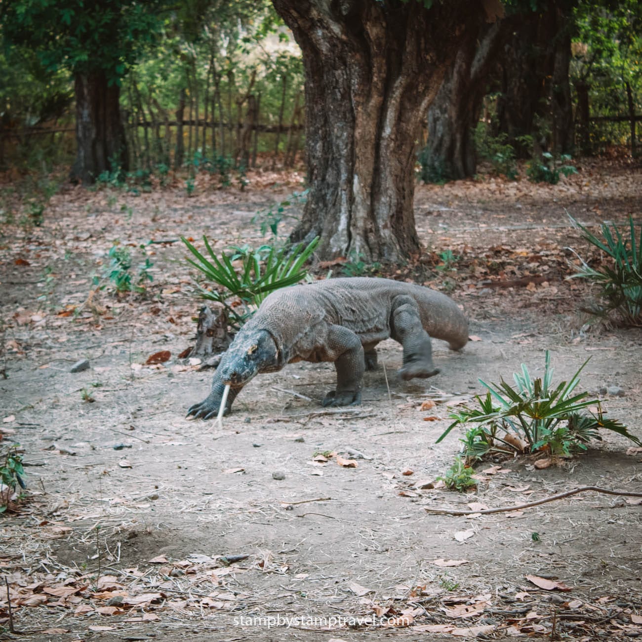 Dragones de Komodo en el Parque Nacional de Komodo