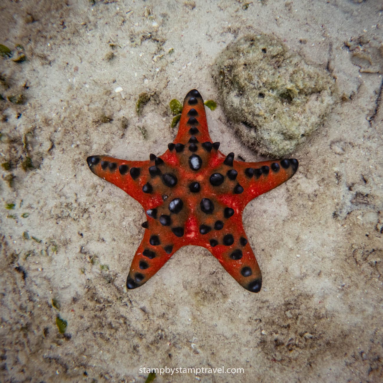 Estrellas en el Parque Nacional de Komodo