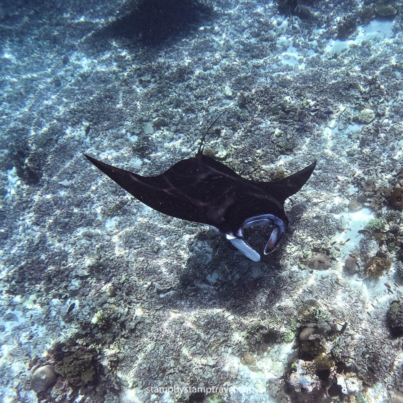 Manta en Komodo National Park