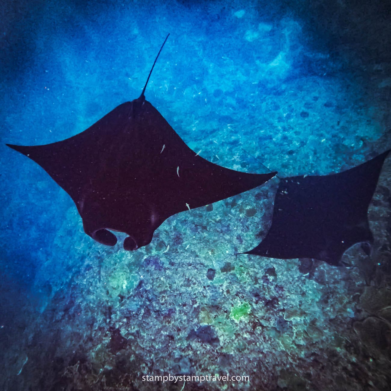 Manta Point que ver en Nusa Penida