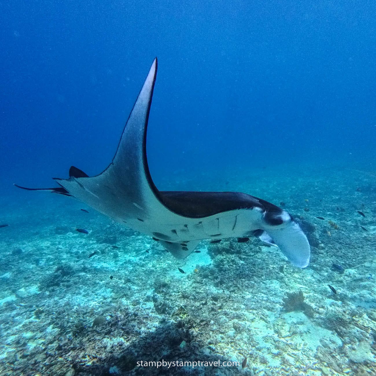 Mantas en Komodo National Park