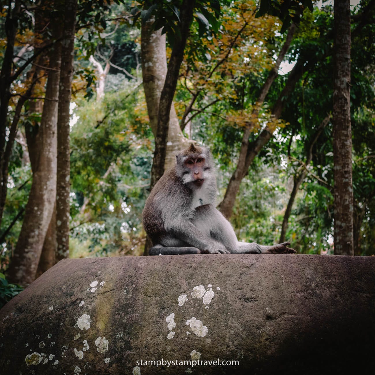 El monkey forest que ver en Bali