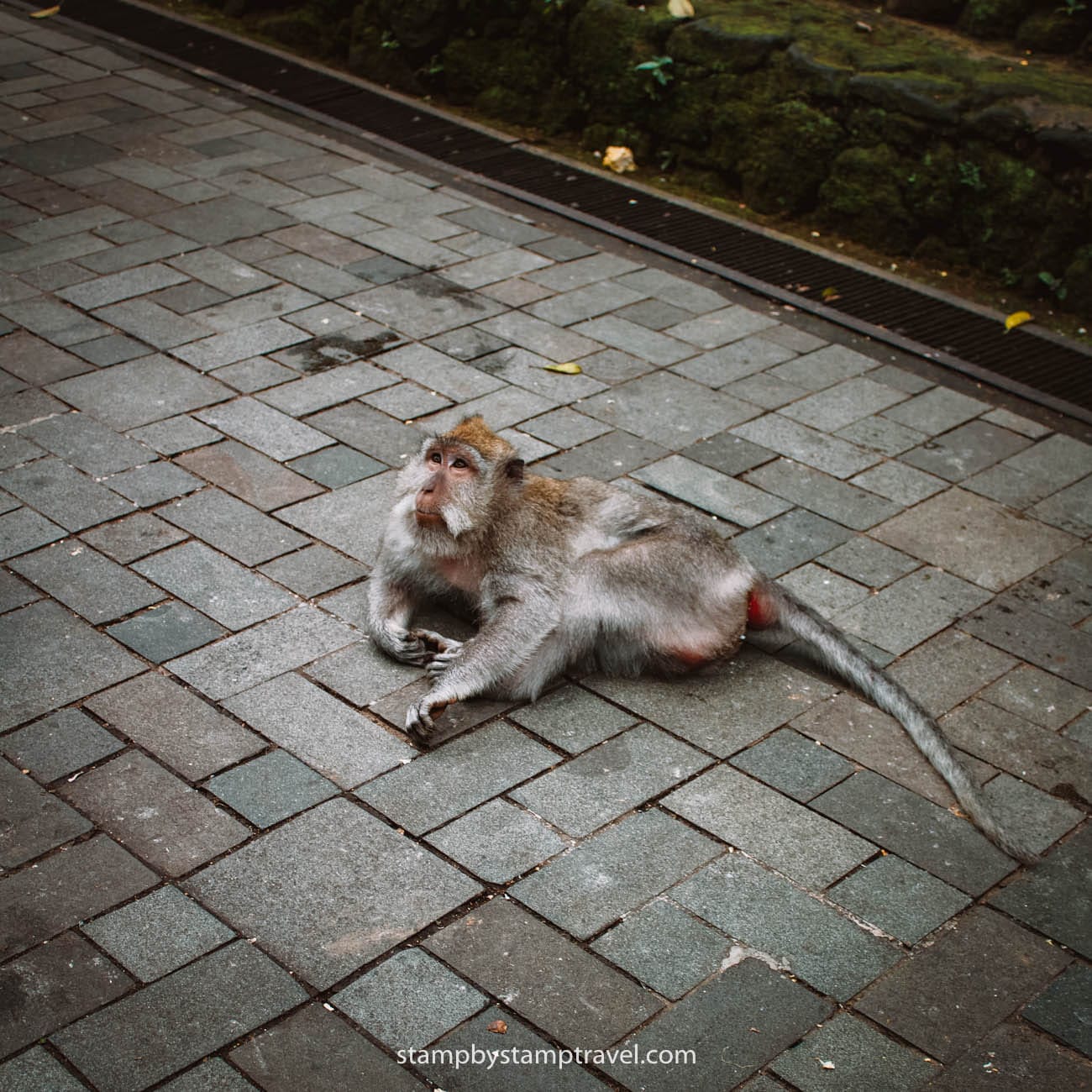 Mono en el Monkey Temple de Ubud