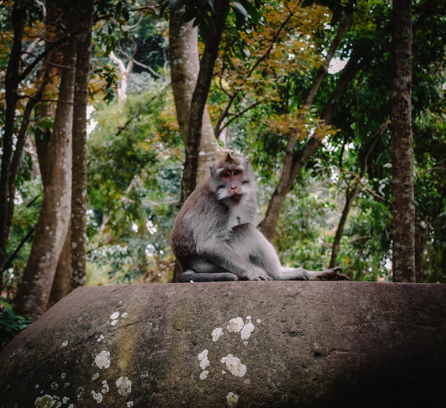 Bosque de los monos en Ubud