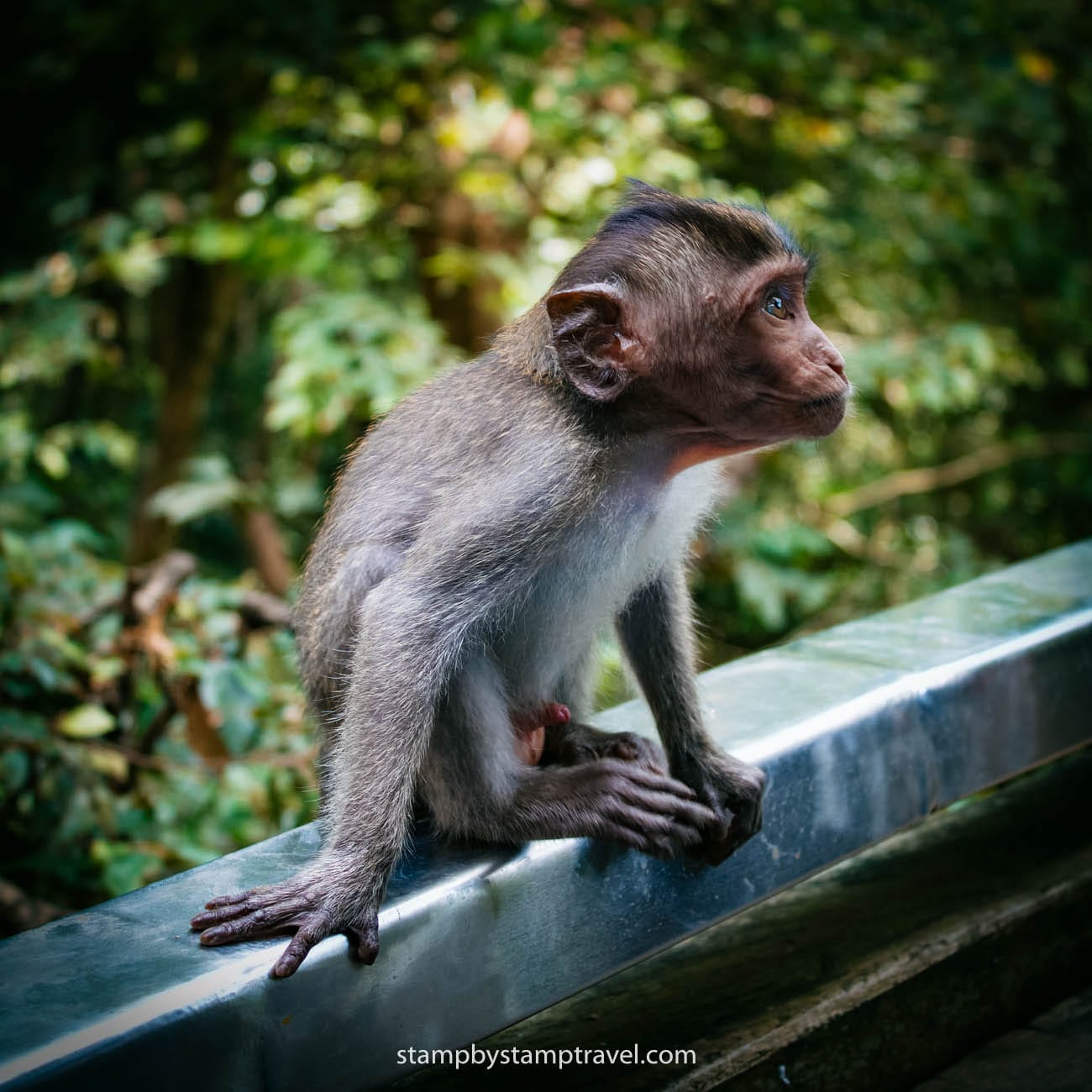 Mono en el Monkey Temple de Ubud