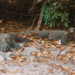 Qué ver en Komodo