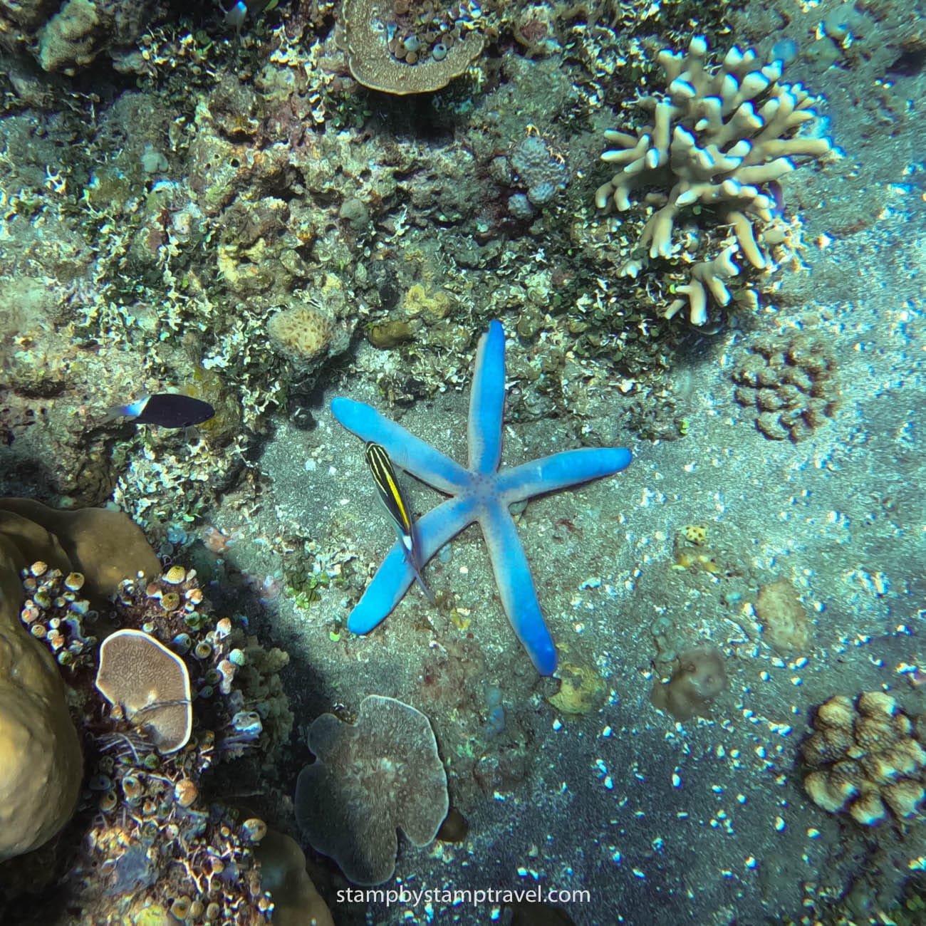 Snorkel en Amed Bali