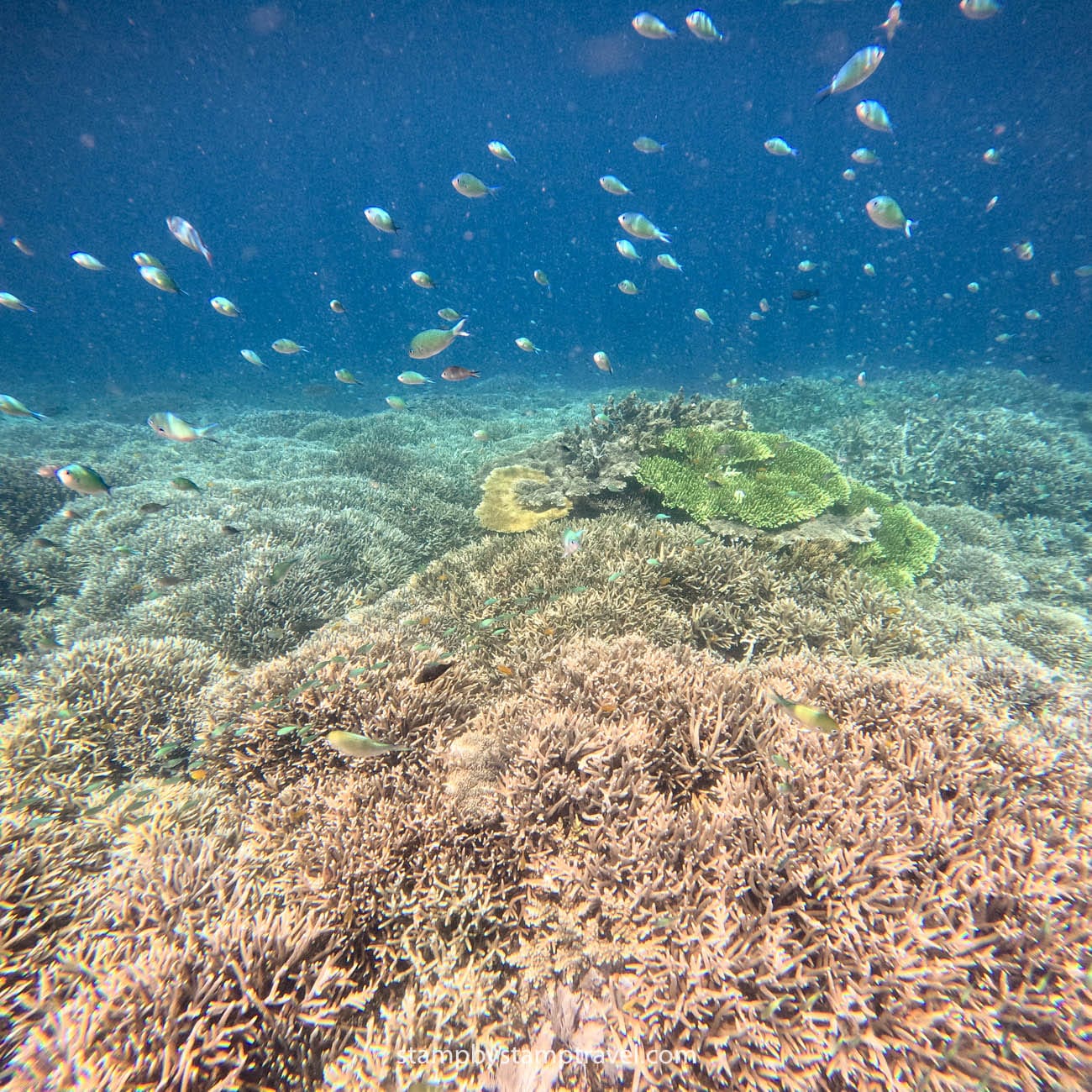 Snorkel en Komodo National Park
