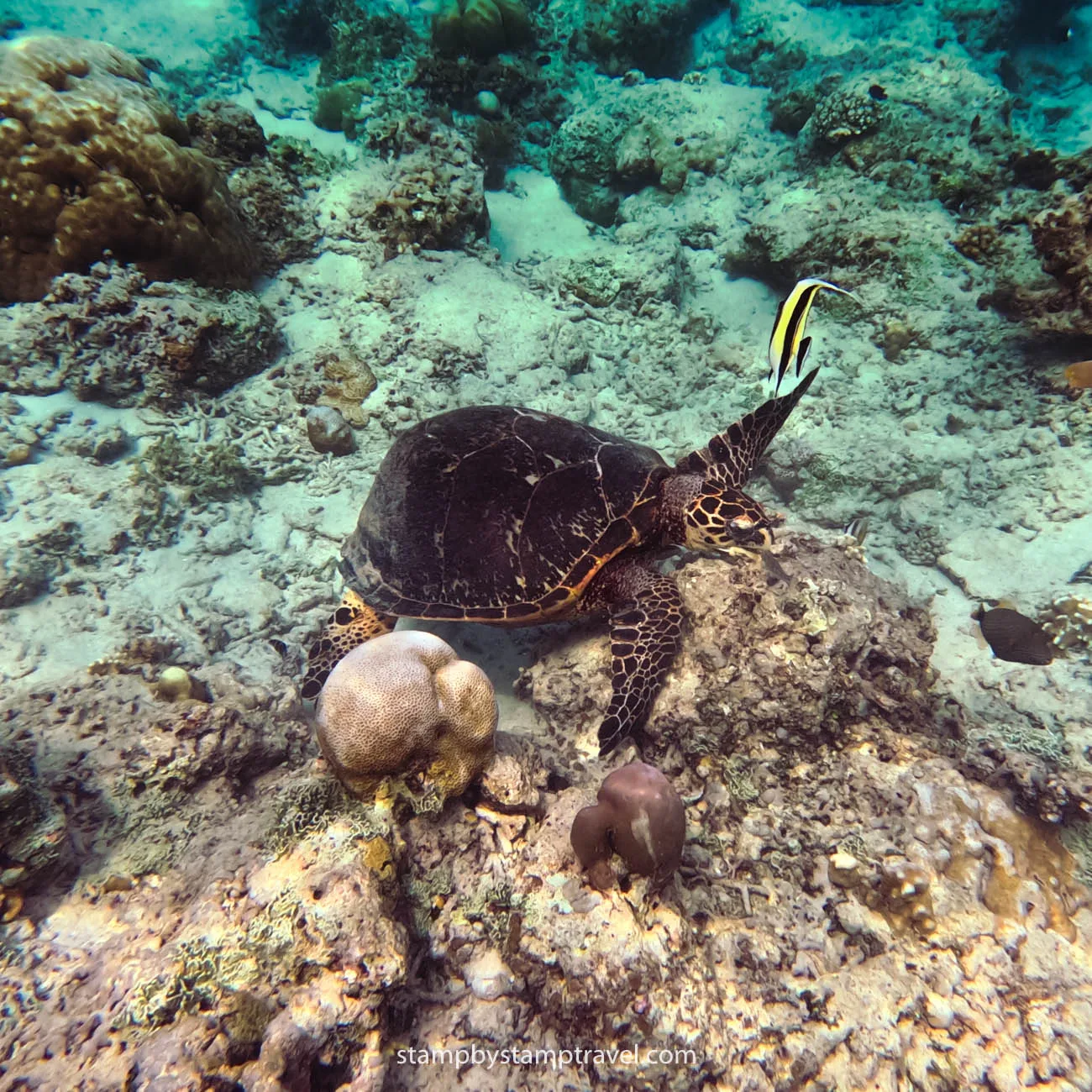 Tortugas que ver en Gili Trawangan