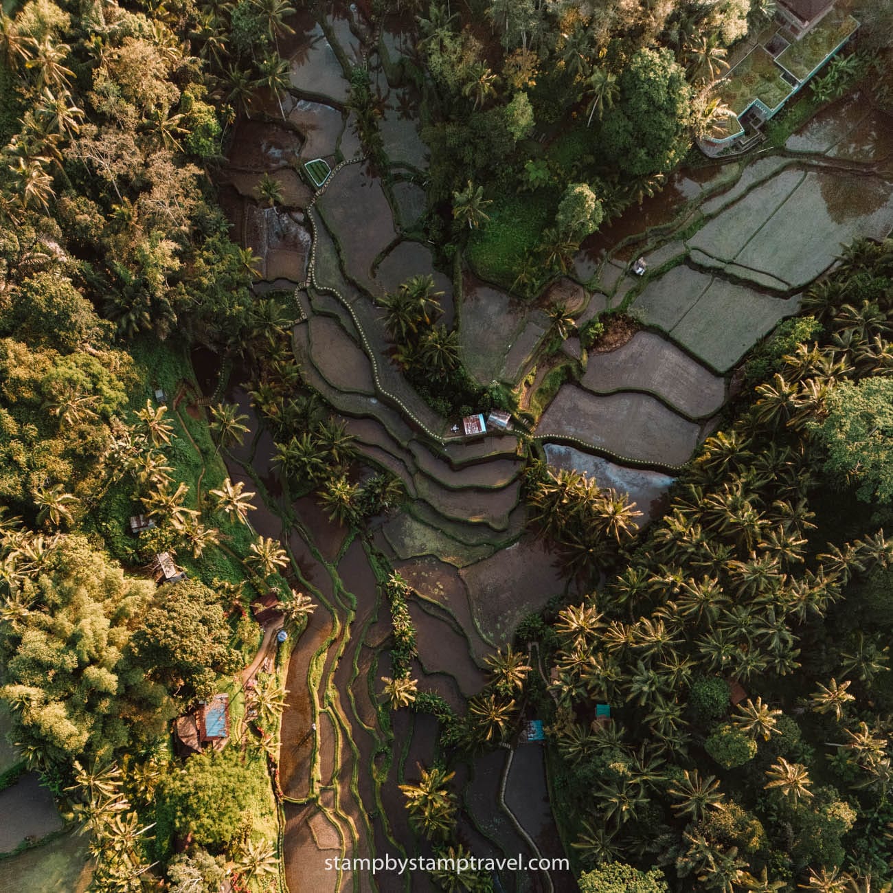 Vistas de los Arrozales de Tegalalang