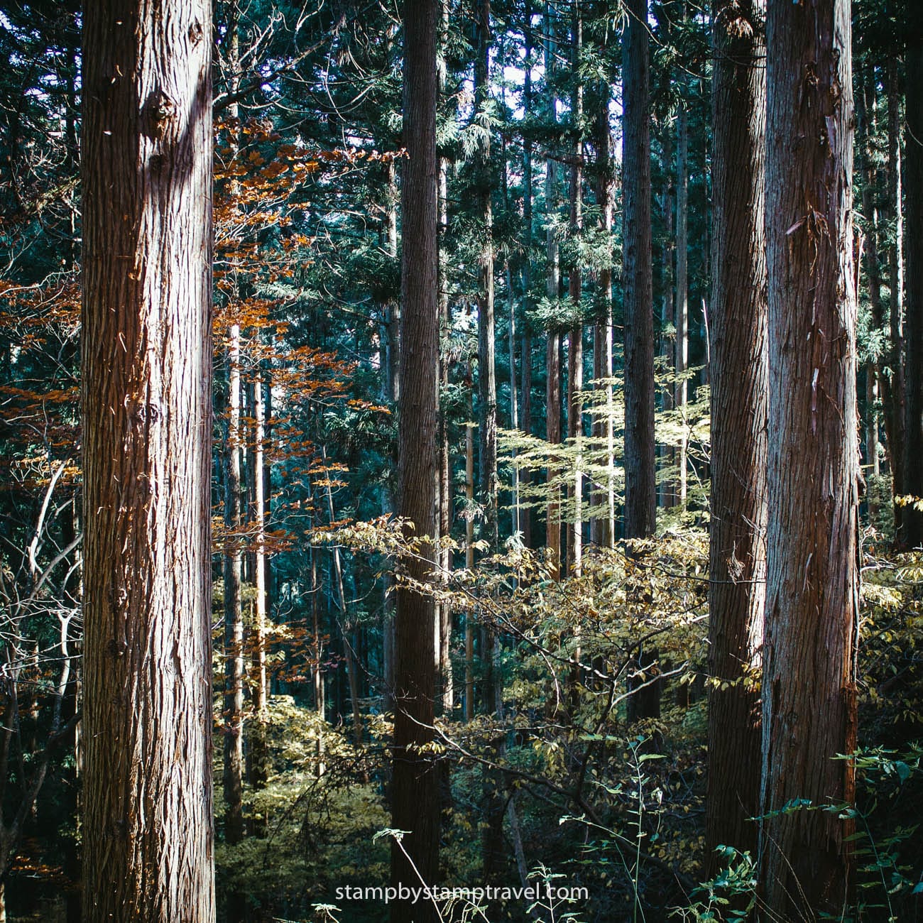 Bosque en Nagano ruta por los Alpes Japoneses