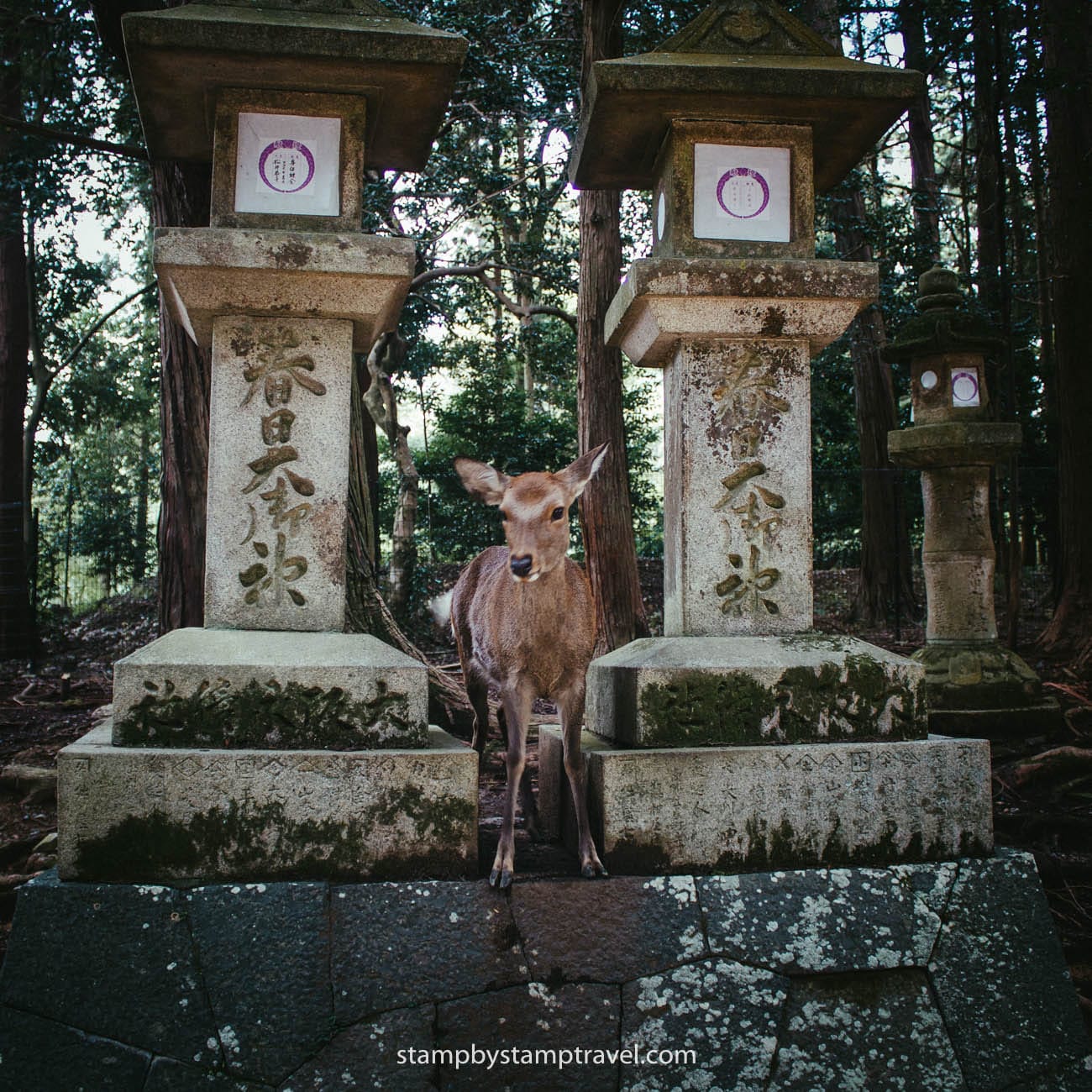 Nara, planazo que ver en Japón