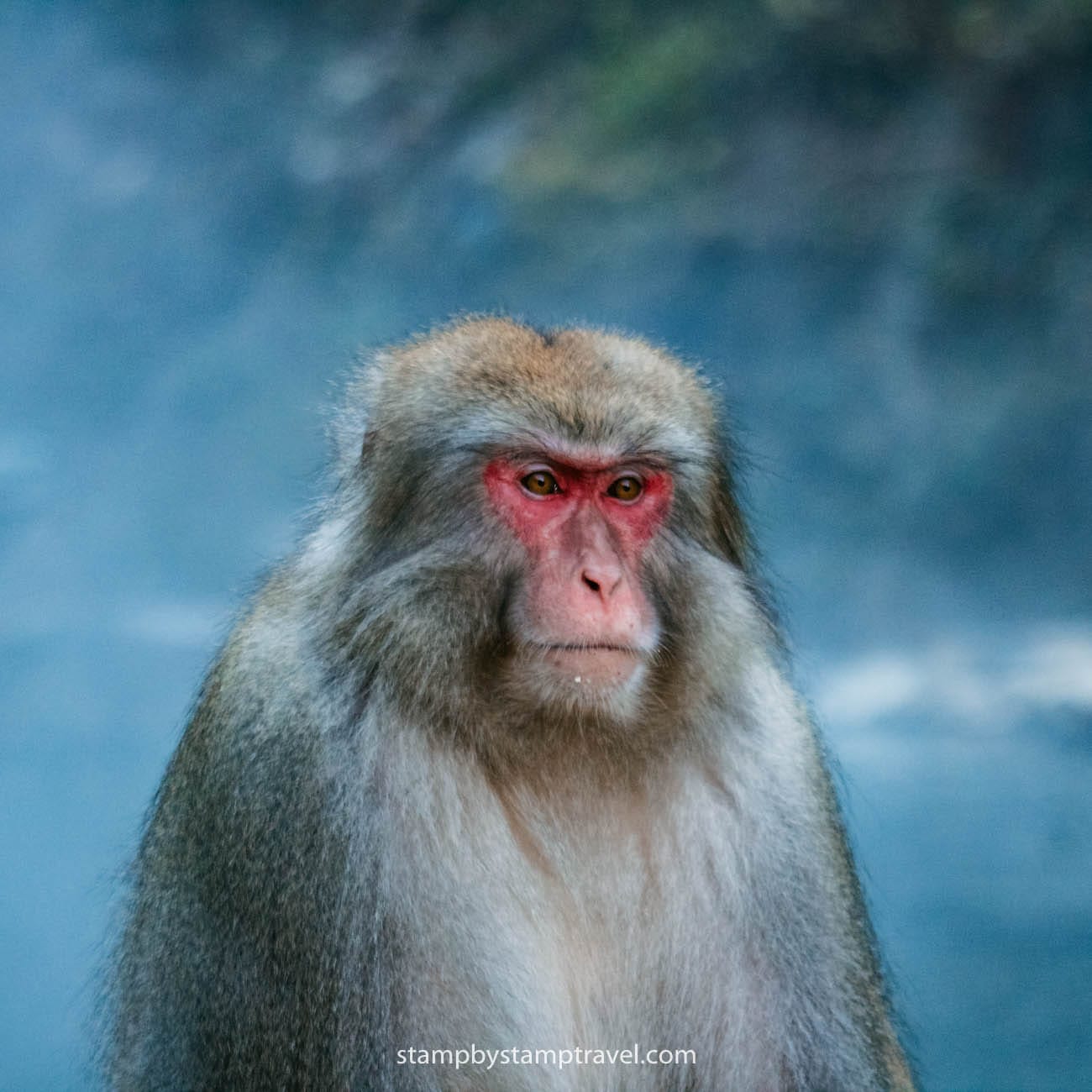 Snow Monkeys en la ruta por los alpes japoneses
