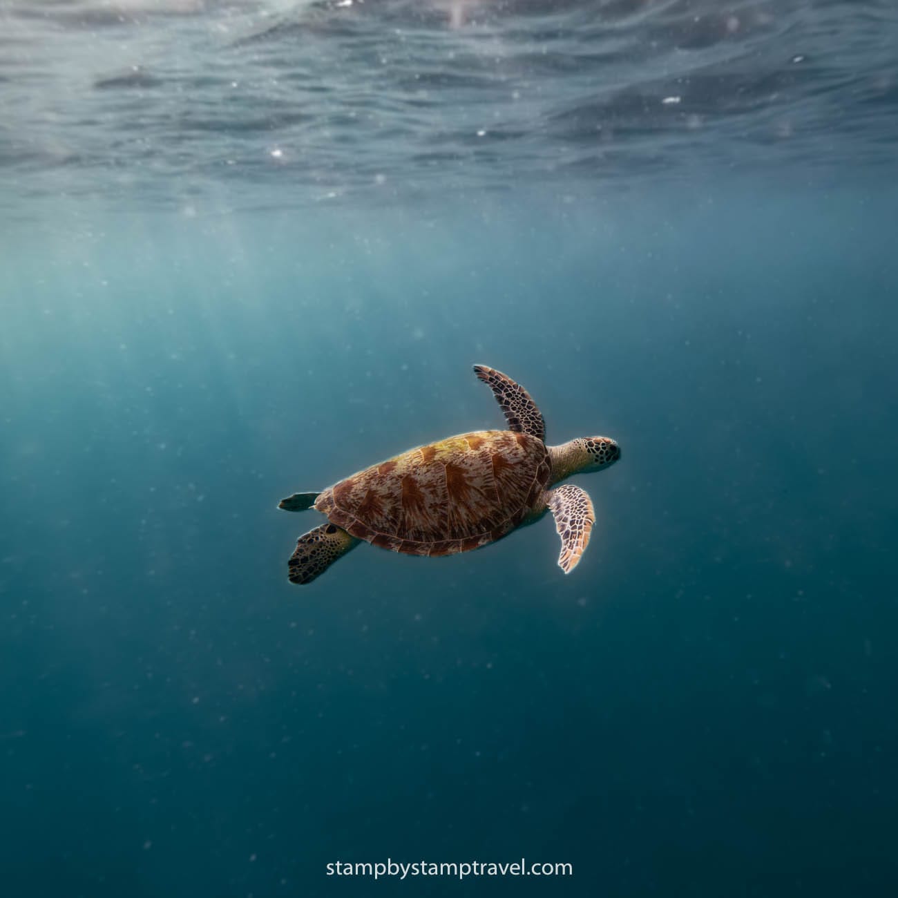 Tortuga que ver en Komodo