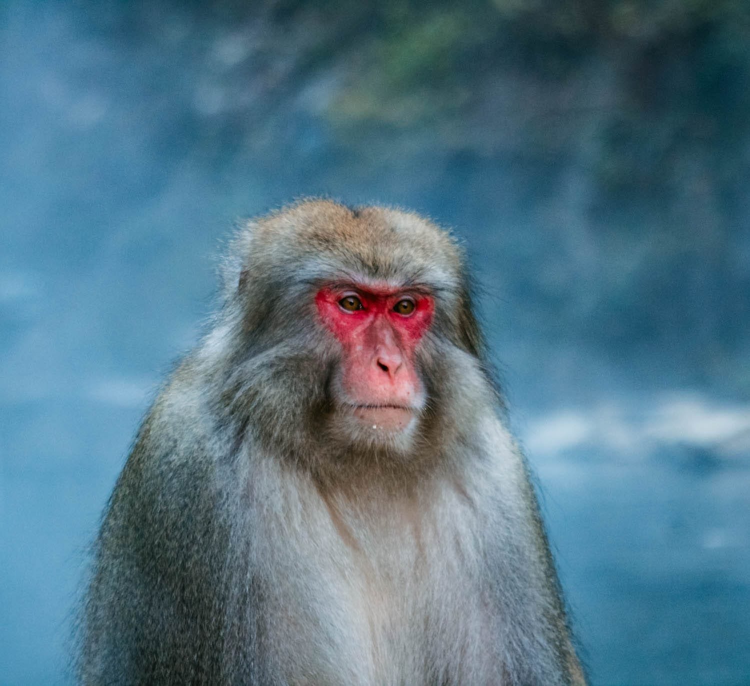 Parque de Monos de Jigokudani