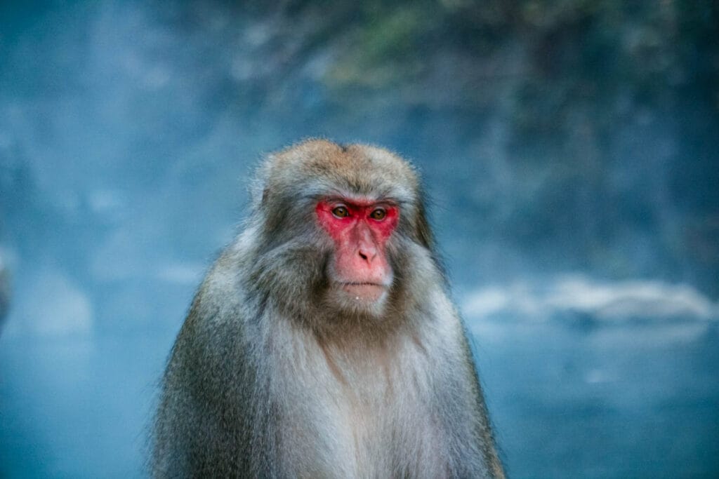 Parque de Monos de Jigokudani