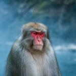 Parque de Monos de Jigokudani