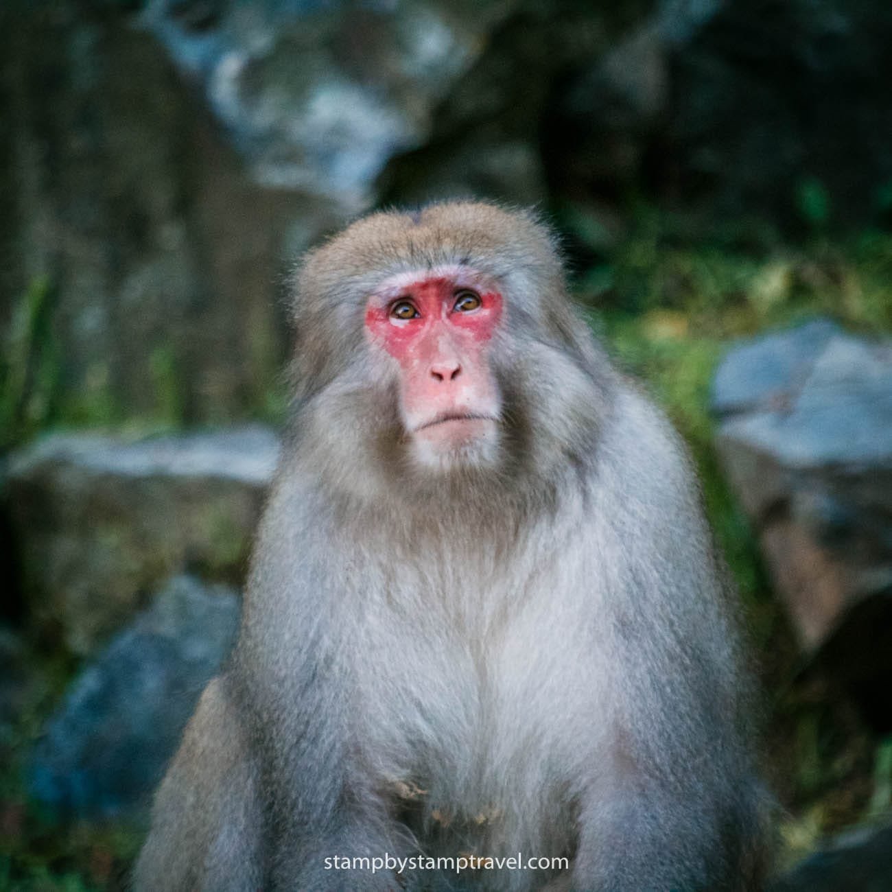 Termas del Macaco Japonés