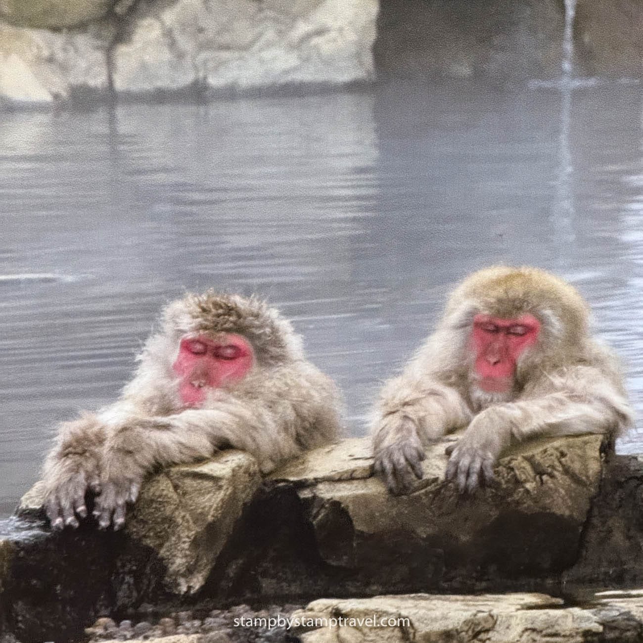 Macaco Japonés en Termas en el Parque de Monos de Jigokudani