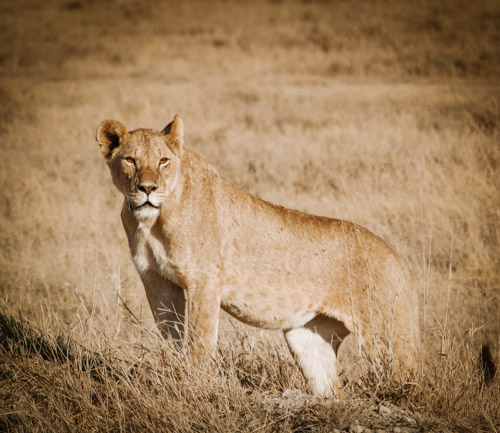 Safari en Kenia: cómo organizar un safari sin arruinarse